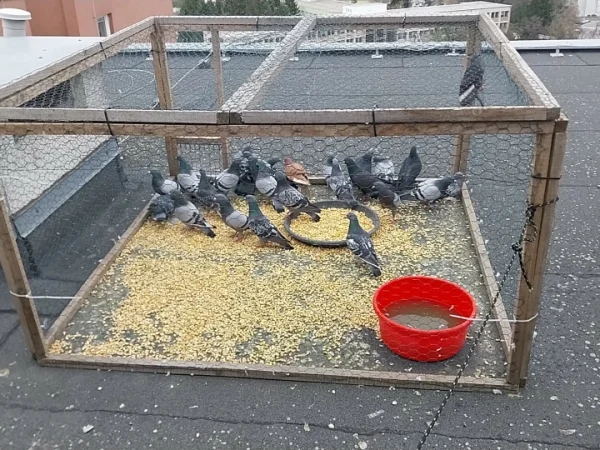 MESTO OPÄŤ PRISTÚPILO K ODCHYTU HOLUBOV