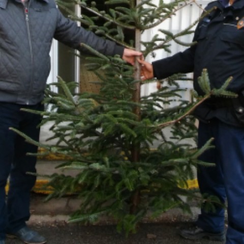 stromček pomohli doručiť šalianski mestskí policajti